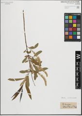 Foto von Salix longipes Shuttlew. ex Andersson